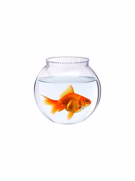 Fish bowl