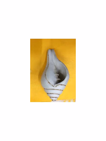 Lakshmi valamburi sangu conch