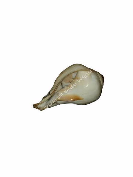 Lakshmi valamburi sangu conch