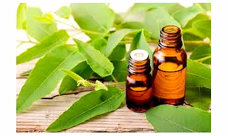Eucaliptus oil