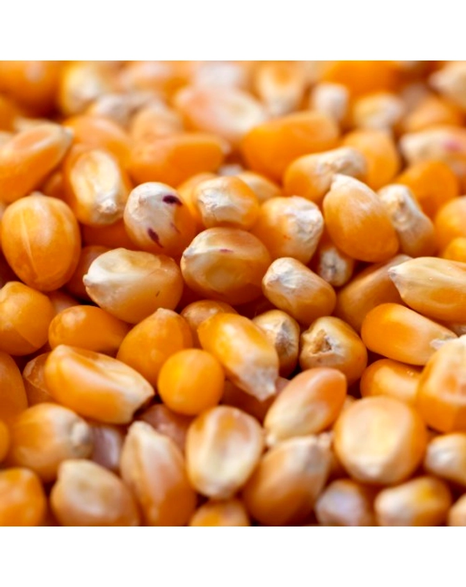 Maize-3