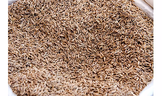 Cumin Seeds (Jeera)