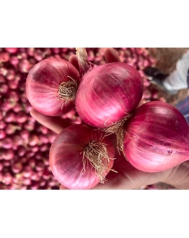 Nashik Onion