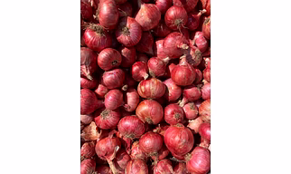 Nashik Onion