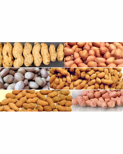 Ground Nut-2