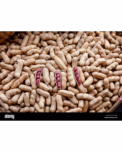 Ground Nut-4