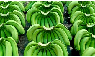 Cavendish Banana