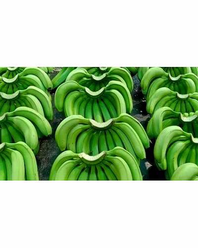 Cavendish Banana-1
