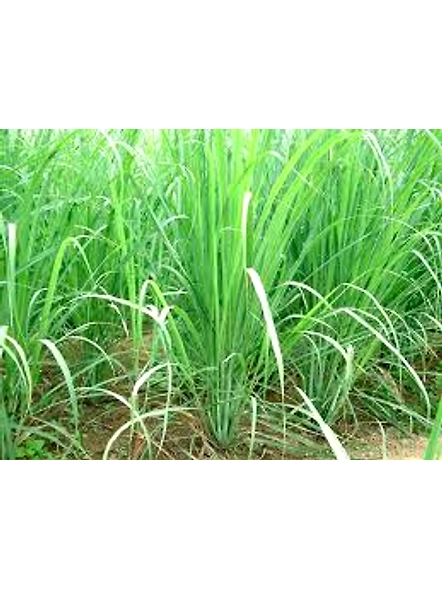 Lemon Grass Oil-2