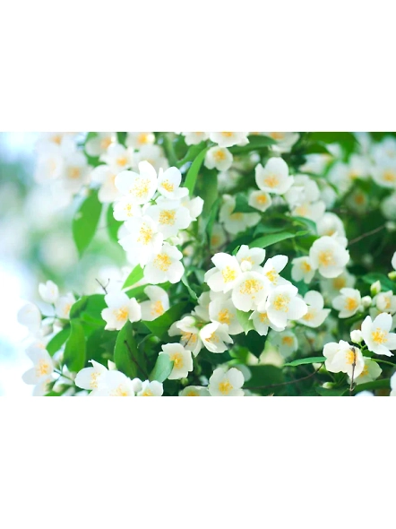 jasmine oil absolute-12135796