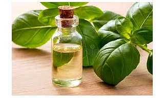 Basil oil