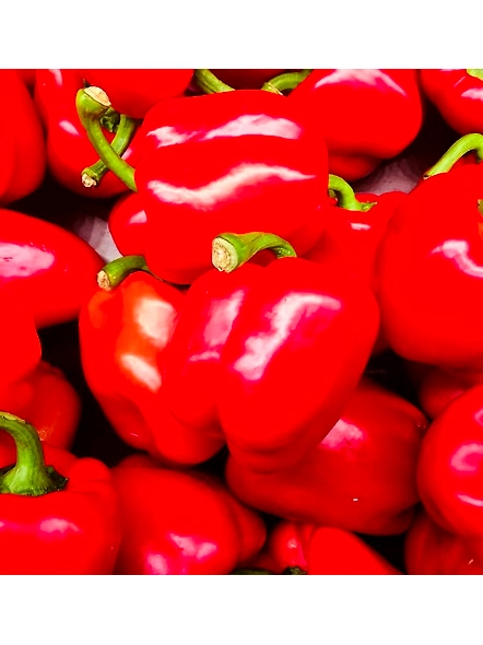 Capsicum Oleoresion 10% (Capsicum Annum)-12152190