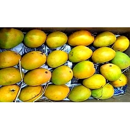 AEGEAN EXPORTS Alphonso Mangoes