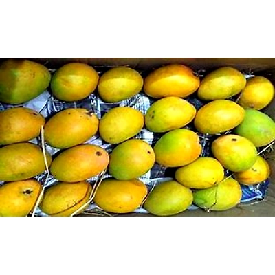 AEGEAN EXPORTS Alphonso Mangoes