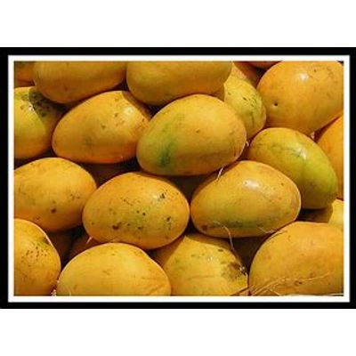Banganapalli Mangoes