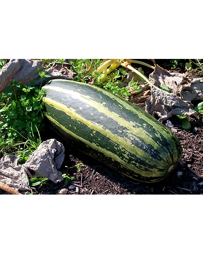 CELERY-1