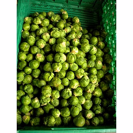 brussels sprout