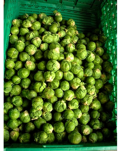BRUSSELS SPROUT-12336220
