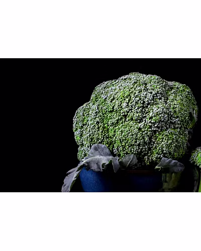 CRUCIFEROUS-12336232