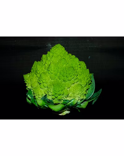 CRUCIFEROUS-1