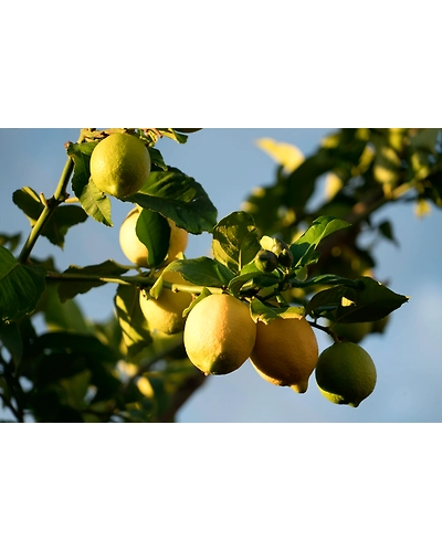 LEMON-1