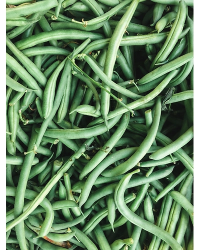 BEANS-2