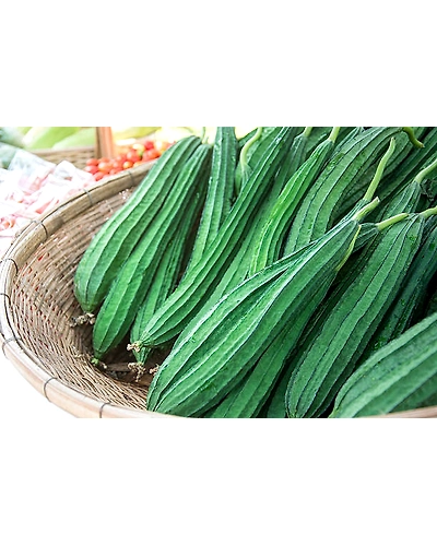 RIDGE GOURD-1
