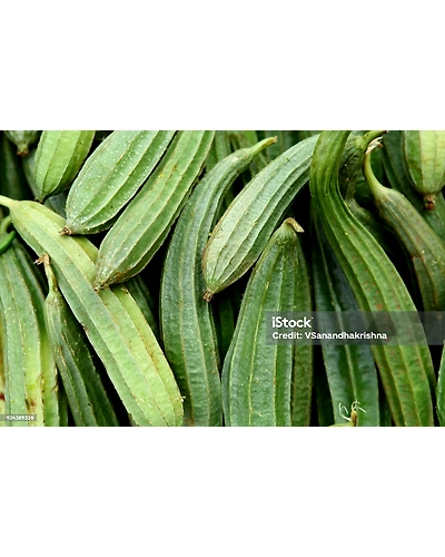 RIDGE GOURD-2