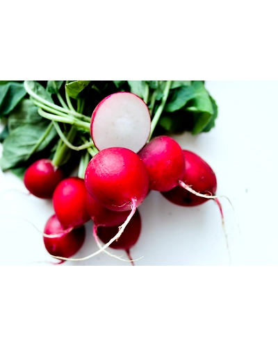 RADISH-12336388