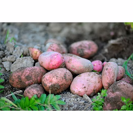 purple potatoes