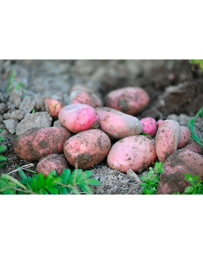 PURPLE POTATOES-12336394