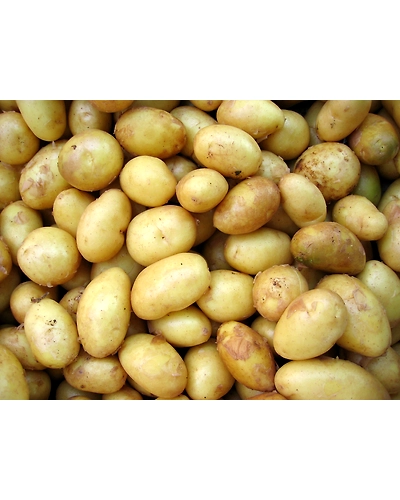 PURPLE POTATOES-1