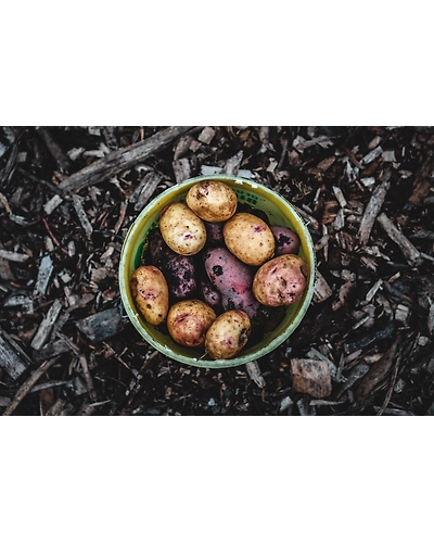 PURPLE POTATOES-2