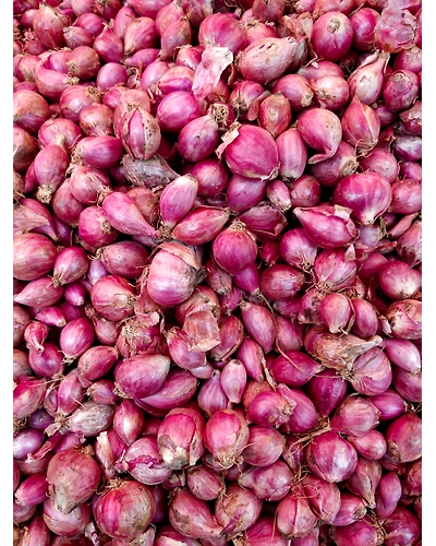 SHALLOTS-12336398