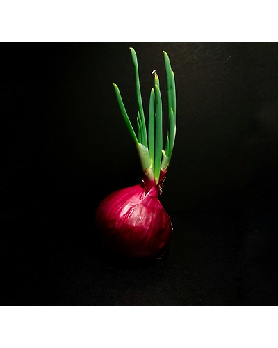 SHALLOTS-2