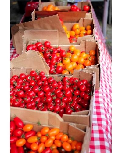 CHERRY TOMATO-2