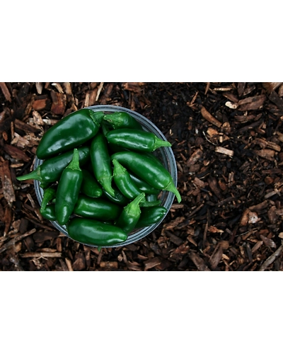 JALAPENO-3