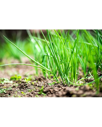 GREEN ONION-1