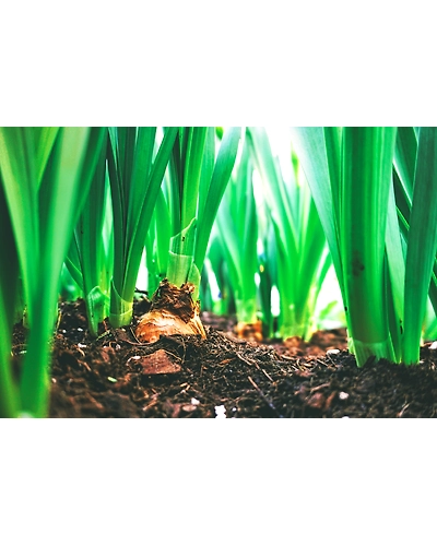 GREEN ONION-2