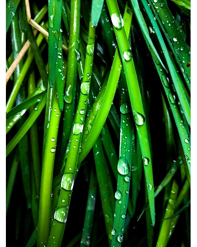 GREEN ONION-3