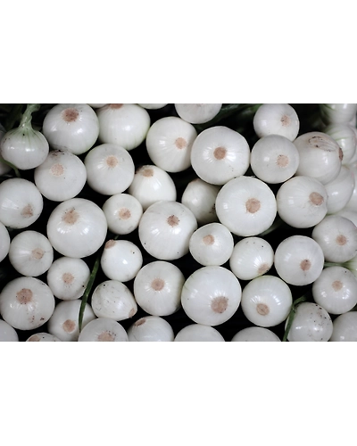 WHITE ONION-12336422