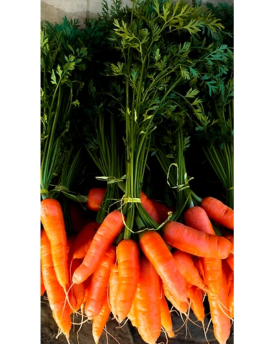 CARROT-1
