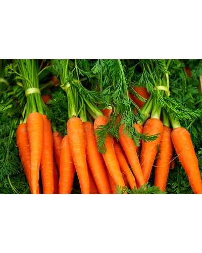 CARROT-3