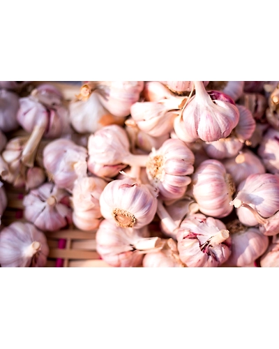 GARLIC-1