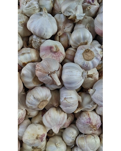 GARLIC-2