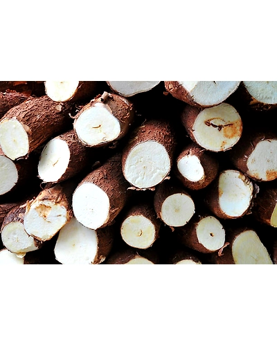 CASSAVA-3