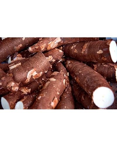 CASSAVA-1