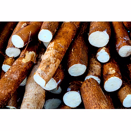 cassava