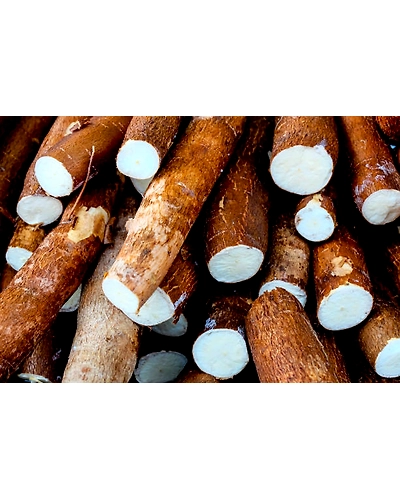 CASSAVA-12336452
