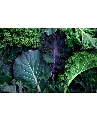 KALE-12336464